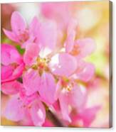 Apple Blossoms Cheerful Glow Canvas Print