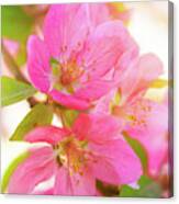 Apple Blossoms Warm Glow Canvas Print