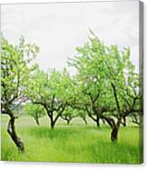 Apple-trees Skane Sweden Canvas Print