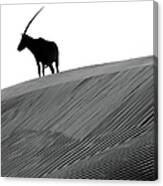 Arabian Oryx And The Myth Of The Unicorn Canvas Print