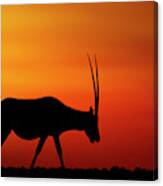 Arabian Oryx Canvas Print