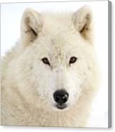 Arctic Wolf Close Up Canvas Print