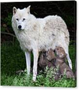 Arctic Wolf Pups Feeding Canvas Print