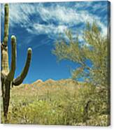 Arizona Cactus & Mountains Canvas Print