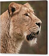 Asiatic Lioness Portrait Canvas Print