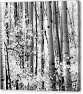 Aspen Trees Black And White Canvas Print