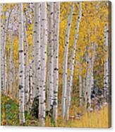 Aspen Trees In Autumn With White Bark Canvas Print