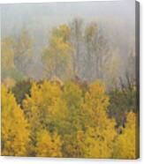 Aspen Trees In Fog Canvas Print