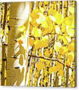 Aspen Yellow Canvas Print