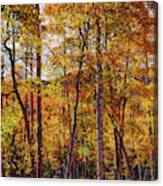Aspens Ablaze In Autumn Canvas Print