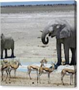 At The Water Hole ... Canvas Print