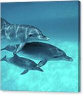 Atlantic Spotted Dolphins Stenella Canvas Print