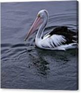 Australian Pelican Canvas Print