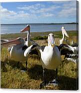 Australian Pelicans Canvas Print