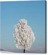 Austria, View Of Birch Tree On Snowy Canvas Print