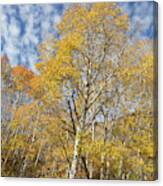 Autumn Aspen In The Abajos Canvas Print
