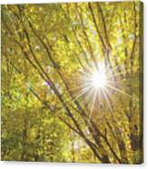 Autumn Foliage Sunburst I Canvas Print