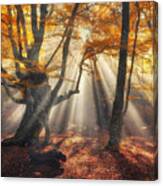 Autumn Forest In Fog With Sun Rays Canvas Print