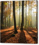 Autumn Forest In North Polandpomerania Canvas Print