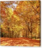 Norfolk's Great Autumn Forest Trees Canvas Print