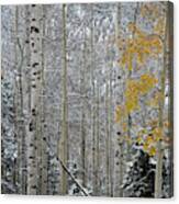 Autumn Gives Way To Winter Canvas Print