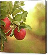Autumn In The Orchard Canvas Print