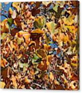 Autumn Leaves 3432 Canvas Print