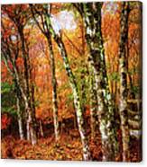 Autumn Trees At Craggy Gardens Canvas Print