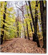 Autumn Woods Canvas Print