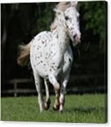 Ay3v1694 Pony Of America, Under The Son Farm, Fl Canvas Print