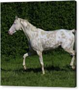 Ay3v5984 Sport Horse Stallion, Gassons Farm Stud, Uk Canvas Print