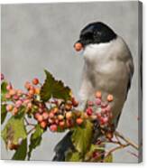 Azure-winged Magpie Canvas Print