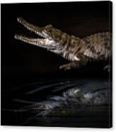 Baby Crocodile Canvas Print