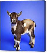 Baby Goat Canvas Print