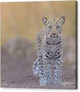Baby Leopard With Blue Eyes Canvas Print