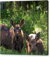 Baby Moose In Woods Canvas Print