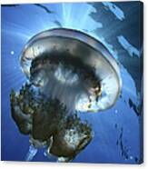 Backlight With Jellyfish Canvas Print