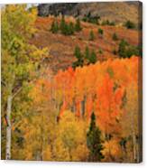 Backroad Fall Colors Near Telluride Co Canvas Print