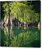 Bald Cypress On The Guadalupe Canvas Print