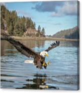 Bald Eagle Fishing In Sadie Cove Canvas Print