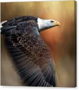 Bald Eagle Flyby Canvas Print