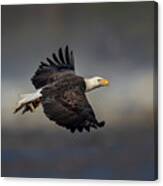 Bald Eagle Flying Canvas Print