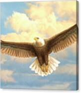 Bald Eagle Canvas Print