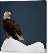 Bald Eagle On Iceberg, Alaska Canvas Print