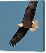 Bald Eagle Canvas Print