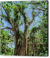 Banyan Tree In Honolua Bay Canvas Print