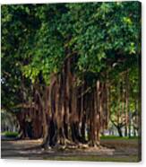 Banyan Trees In St. Petersburg, Florida Canvas Print