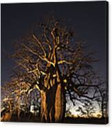 Baobab Tree Adansonia Digitata, Lit Up Canvas Print