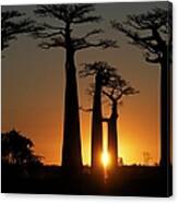 Baobabs At Sundown Canvas Print