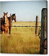 Barb Wire Fence And Two Horses Canvas Print